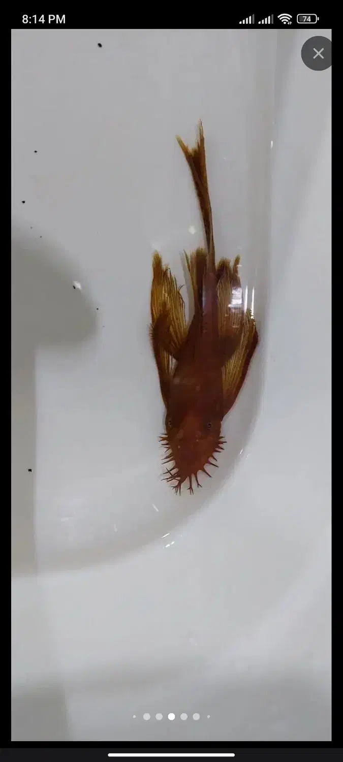 کت پوزه بوته ای سوپر رد باله بلند نر|ماهی|شاهینشهر, پاسداران|دیوار