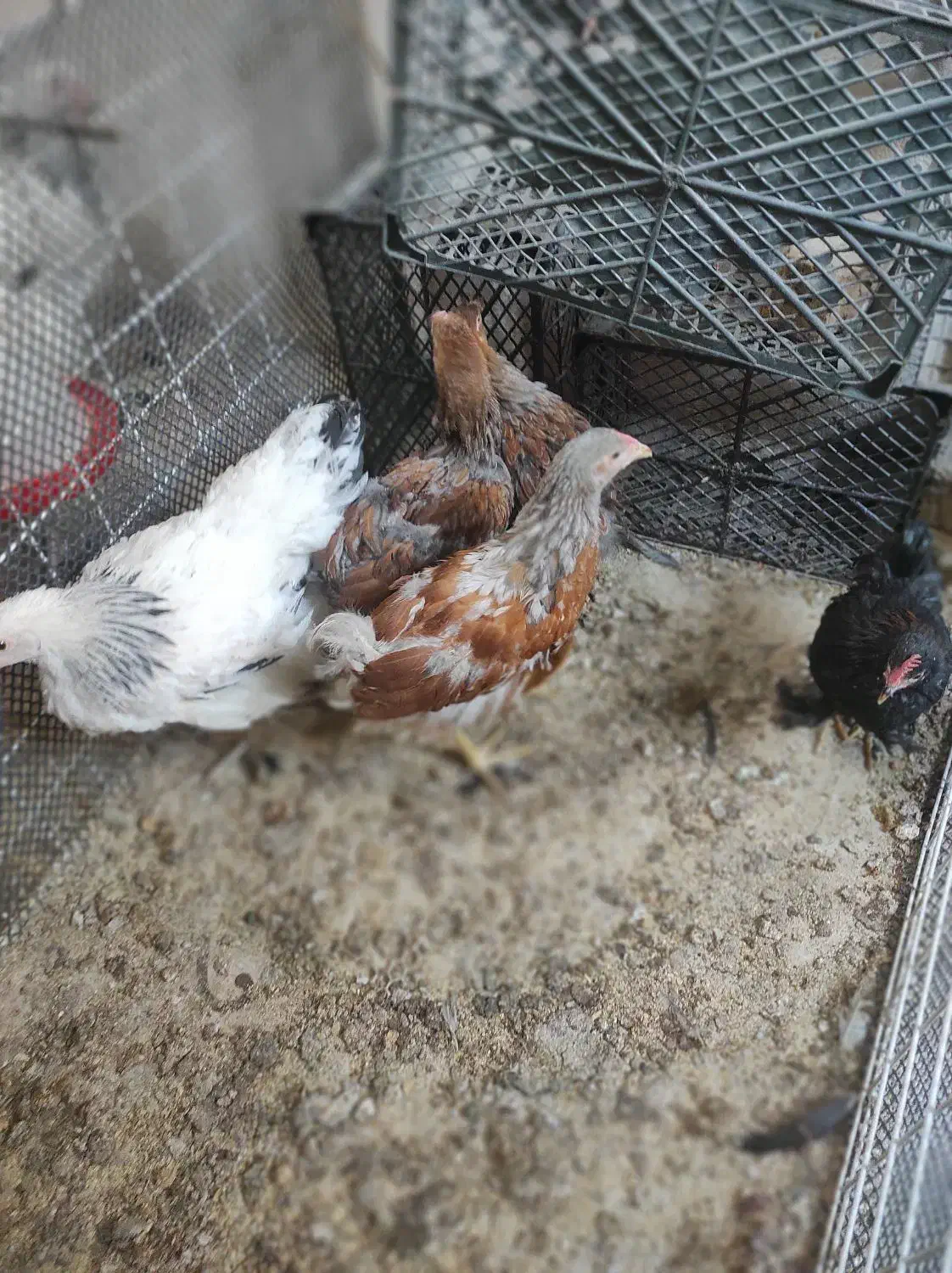 نیمچه برهما وارداتی ،ویاندوت بلورد، سیبرایت بوف|حیوانات مزرعه|شیراز, امام حسین|دیوار