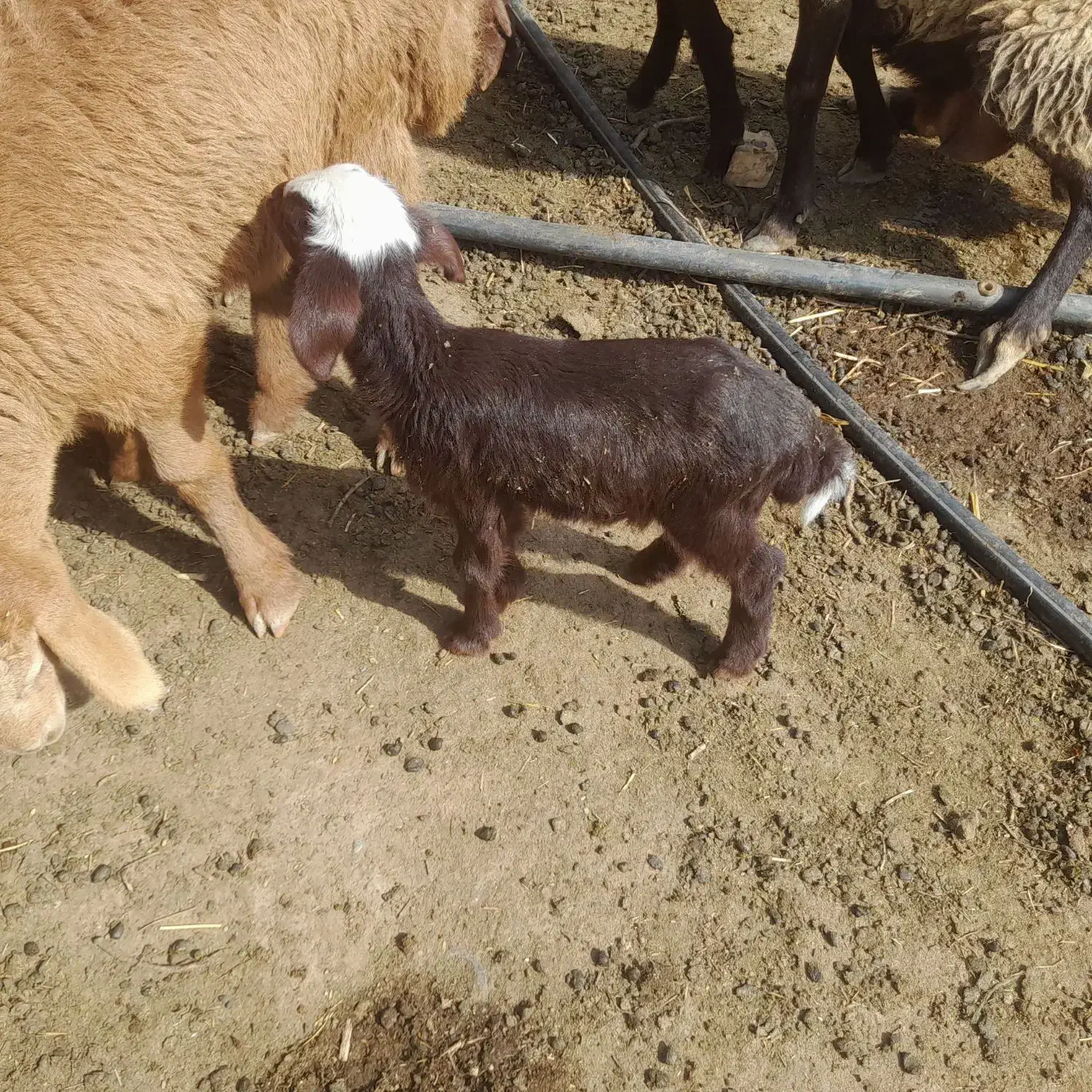 بره شیری|حیوانات مزرعه|تربت جام, جامرود|دیوار