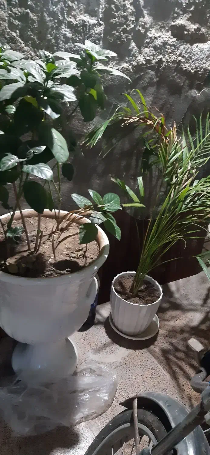 گل اپارتمانی|گل و گیاه طبیعی|قشم, |دیوار