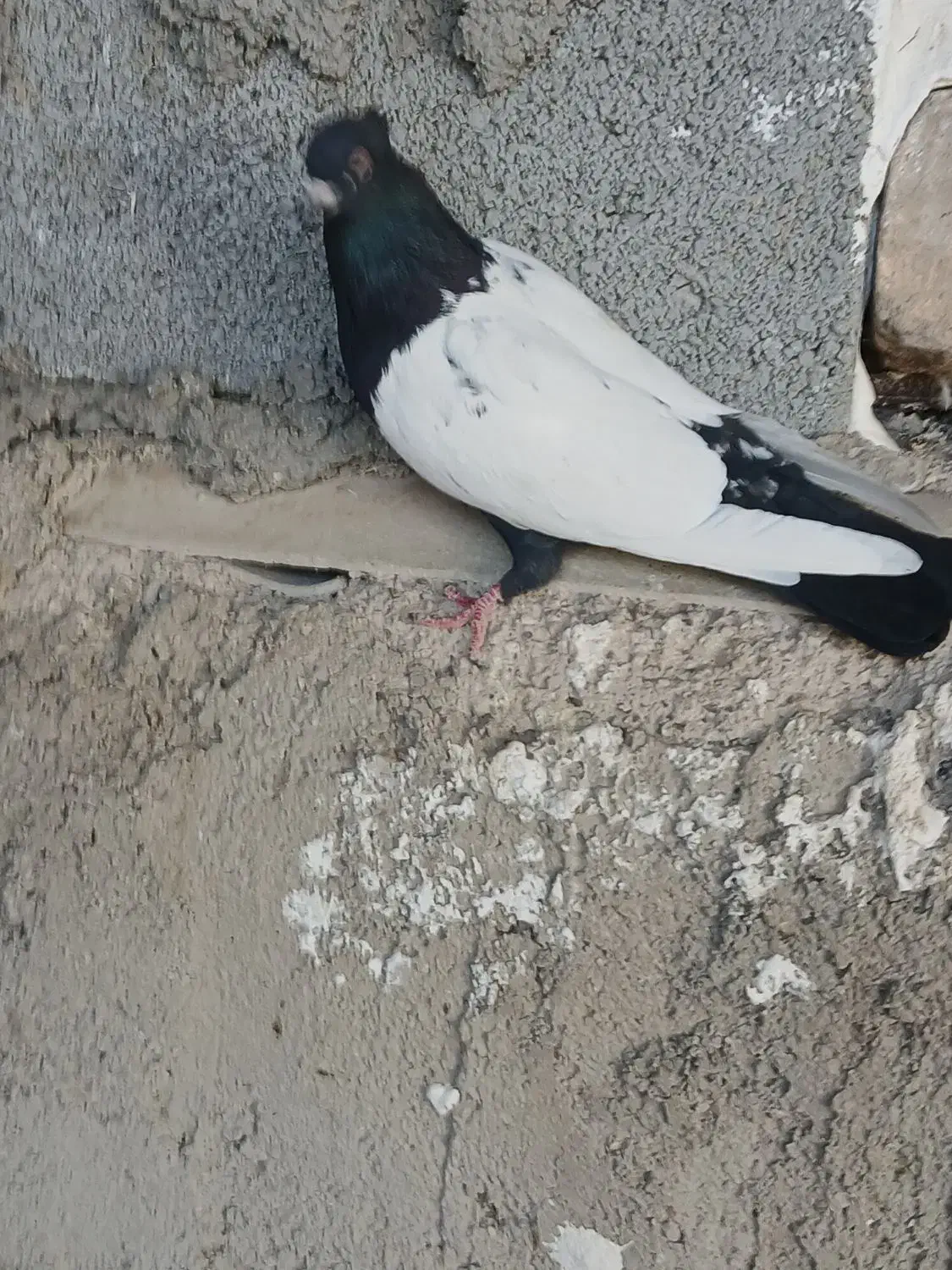 پنجتا کفتر روهم|پرنده|مرودشت, رودبال|دیوار