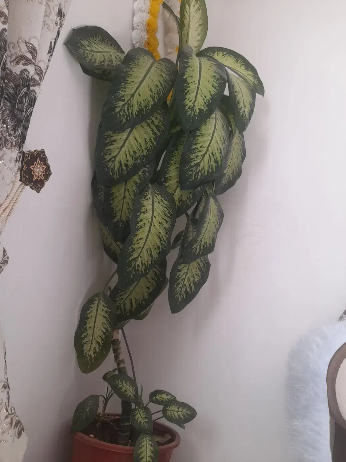 گل دیفین باخیا|گل و گیاه طبیعی|مریوان, |دیوار