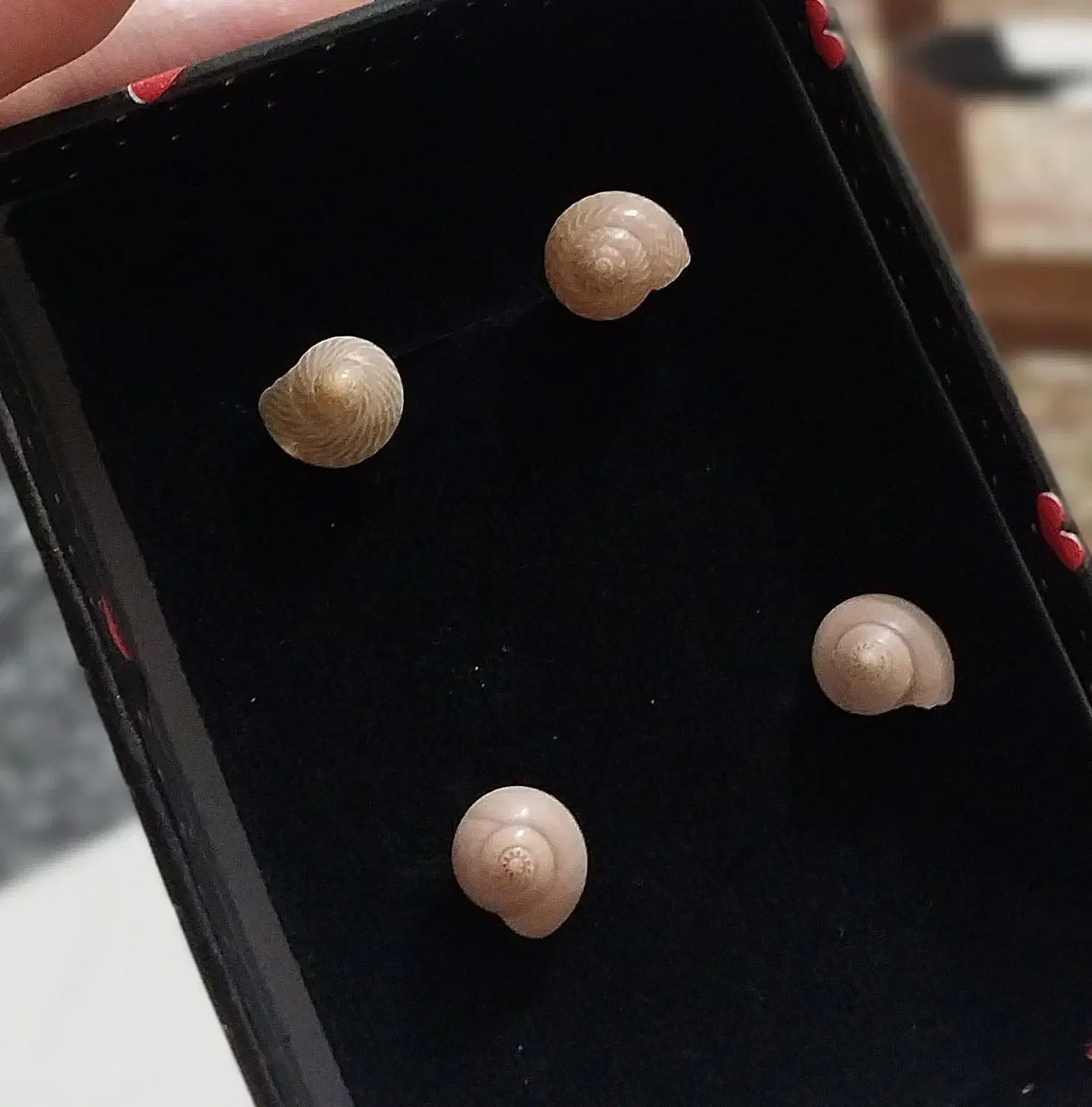 گوشواره طرح صدف|بدلیجات|کرج, گوهردشت|دیوار