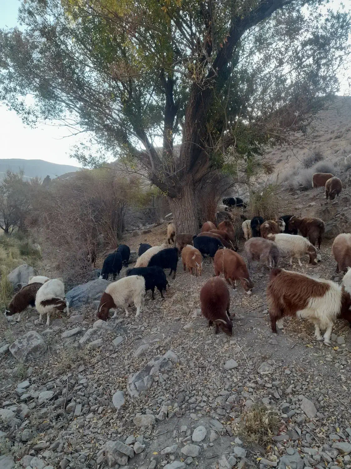 ۶۰ راس بز محلی خوب|حیوانات مزرعه|شیراز, شهرک مدرس|دیوار