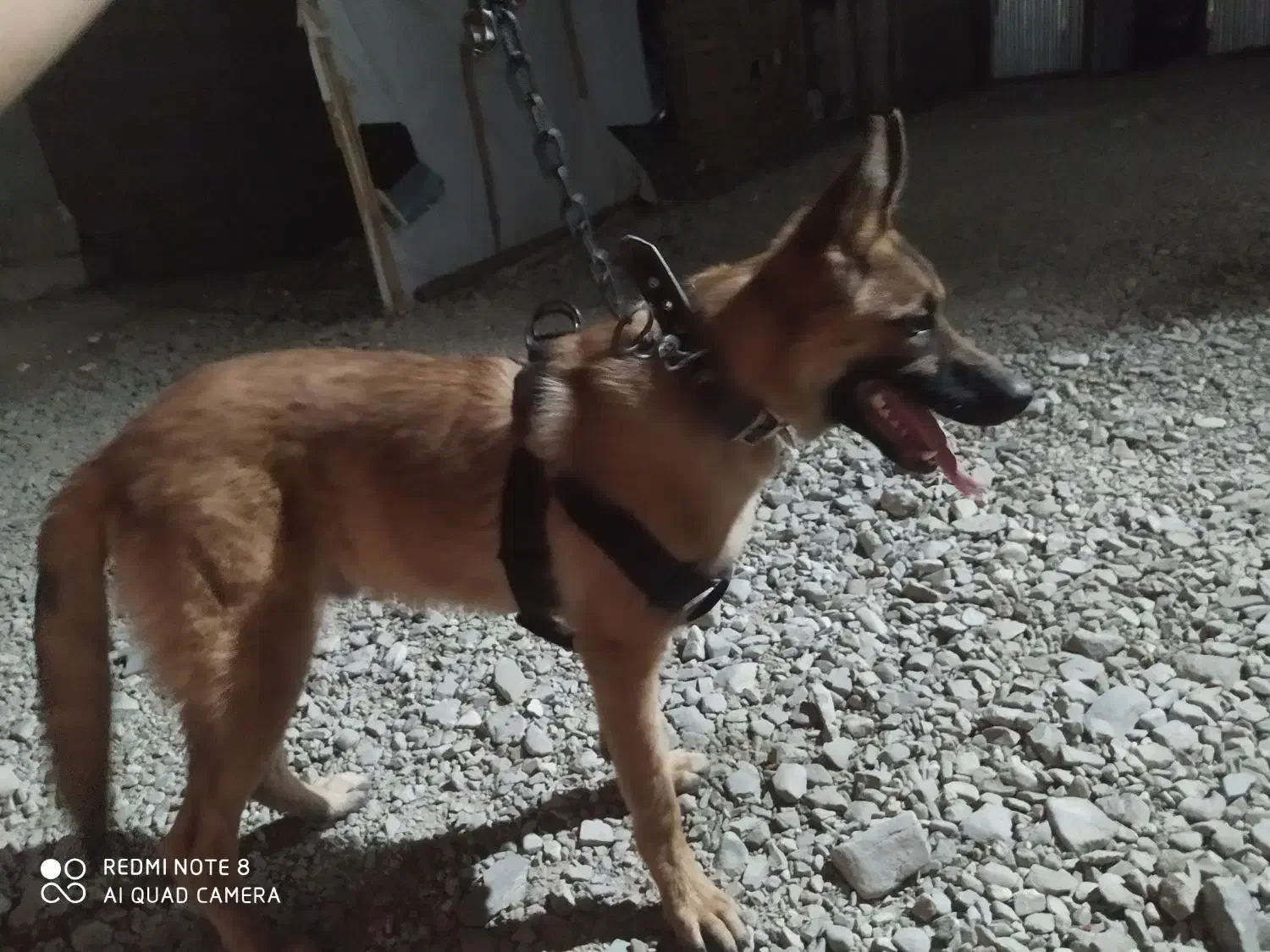 سگ ژرمن شپرد مالینیوز|سگ|سراوان, |دیوار