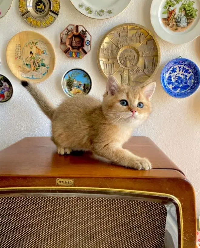 بچه گربه های کیوت و زیبا|گربه|اصفهان, خلجا|دیوار