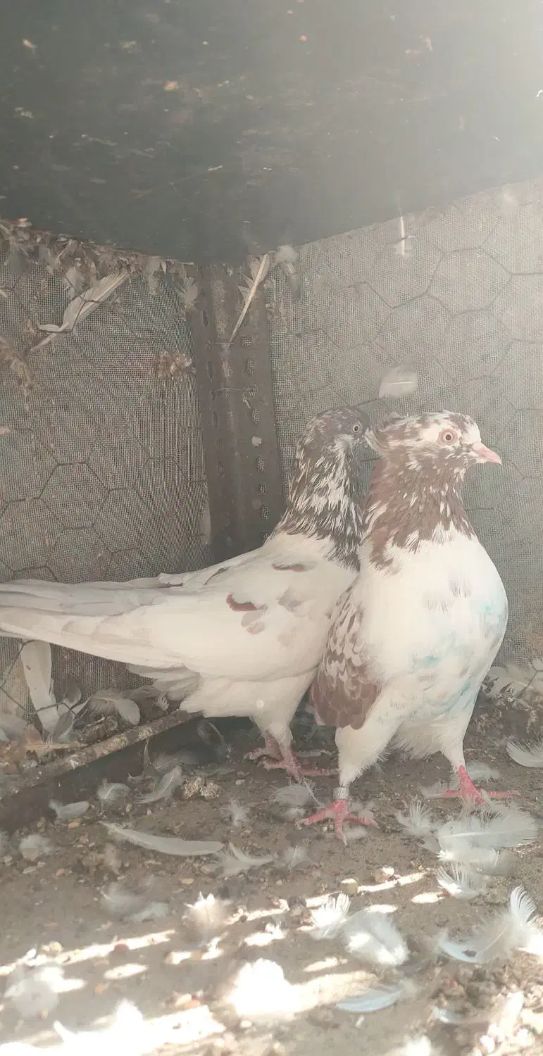 کفتر پرشی|پرنده|بندرعباس, |دیوار