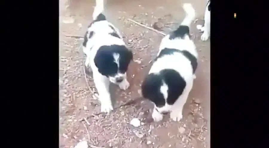 اصالت...|سگ|بشاریات, |دیوار