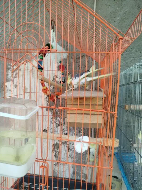 عروس هلندی|پرنده|قشم, |دیوار