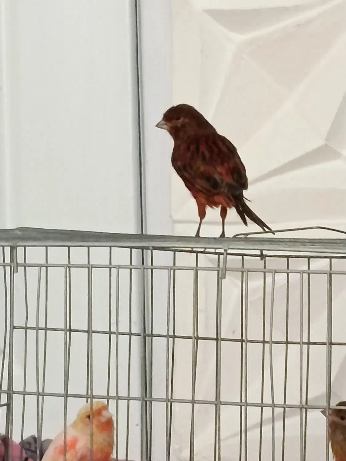 قناری|پرنده|ایلام, |دیوار