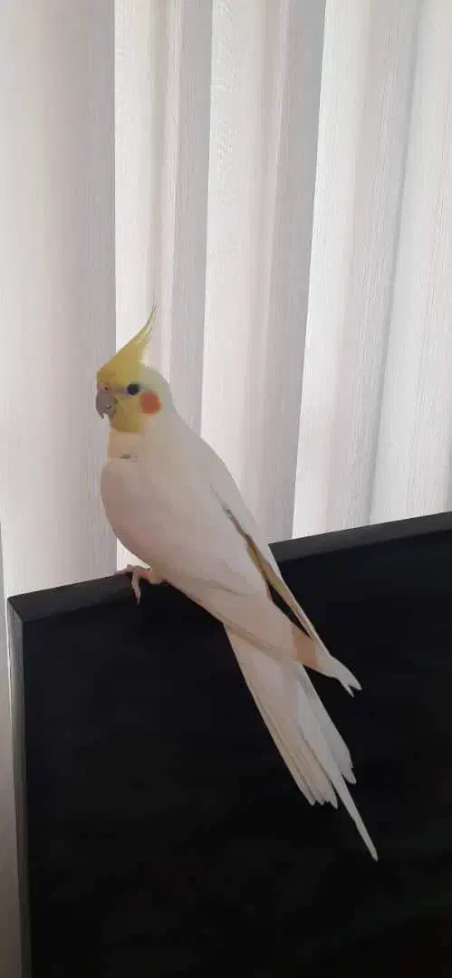 یک جفت عروس هلندی|پرنده|شهریار, رضی آباد بالا|دیوار