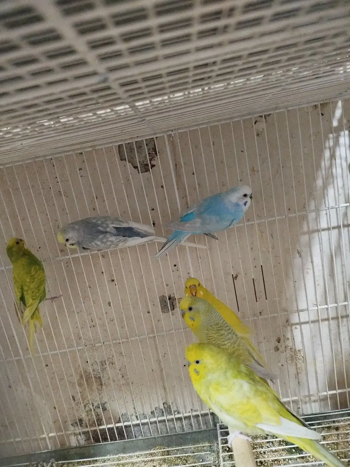 طوطی برزیلی،مرغ عشق اسپانگل،مرغ عشق با جوجه|پرنده|شیراز, ده پیاله|دیوار