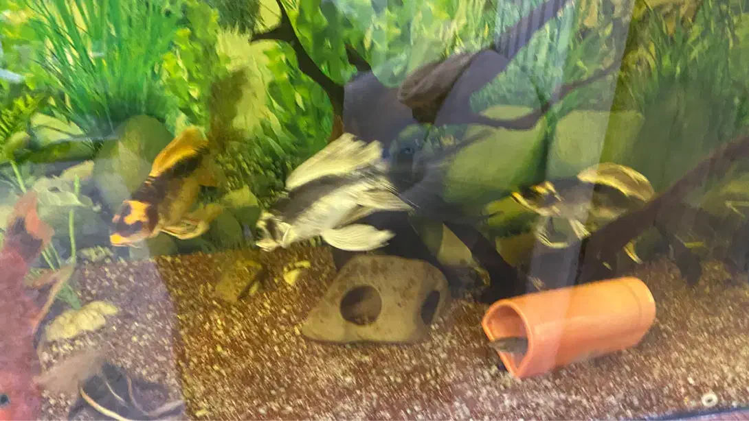 کوی مایان و باترفلای|ماهی|ری, جوانمرد قصاب|دیوار