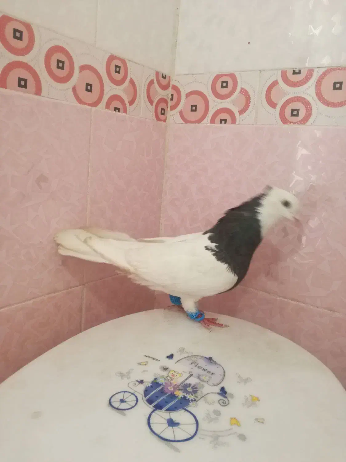 دو جفت کفتر خوب|پرنده|شیراز, کوشک میدان|دیوار