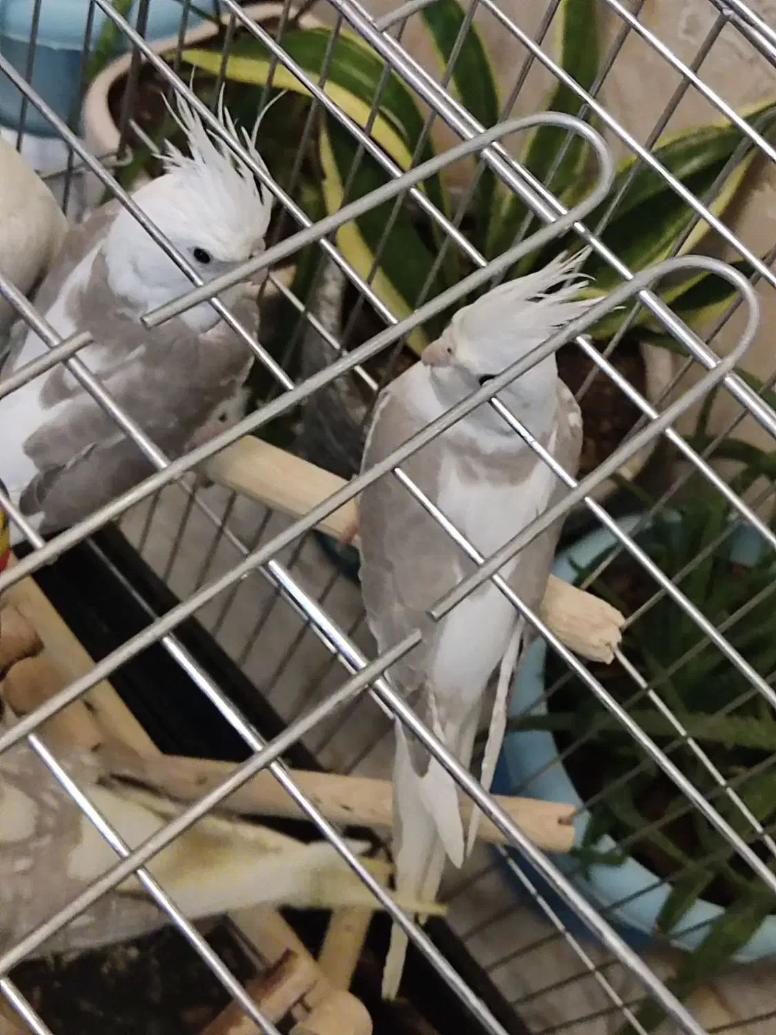 وایت فیس طوسی باهوش|پرنده|زنجان, |دیوار