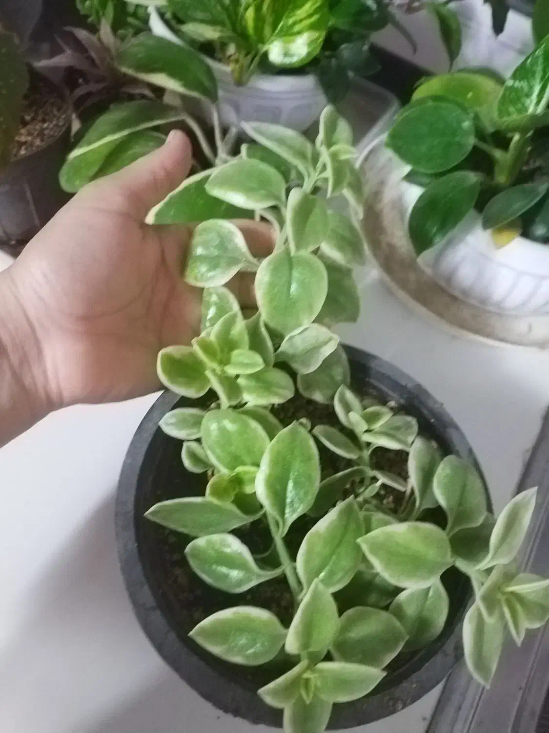 هویا کری ابلق..بگونیا بال فرشته.کریپتانوس|گل و گیاه طبیعی|نیشابور, شهرک فرهنگیان|دیوار