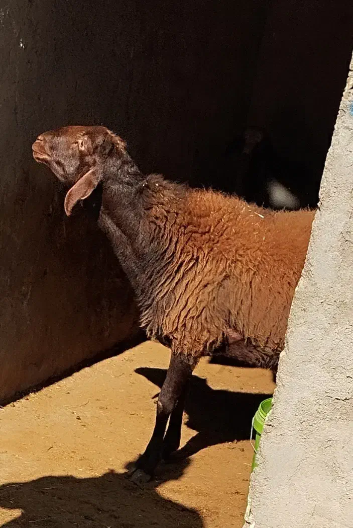 قوچ افشار مهربان|حیوانات مزرعه|ویسیان, |دیوار