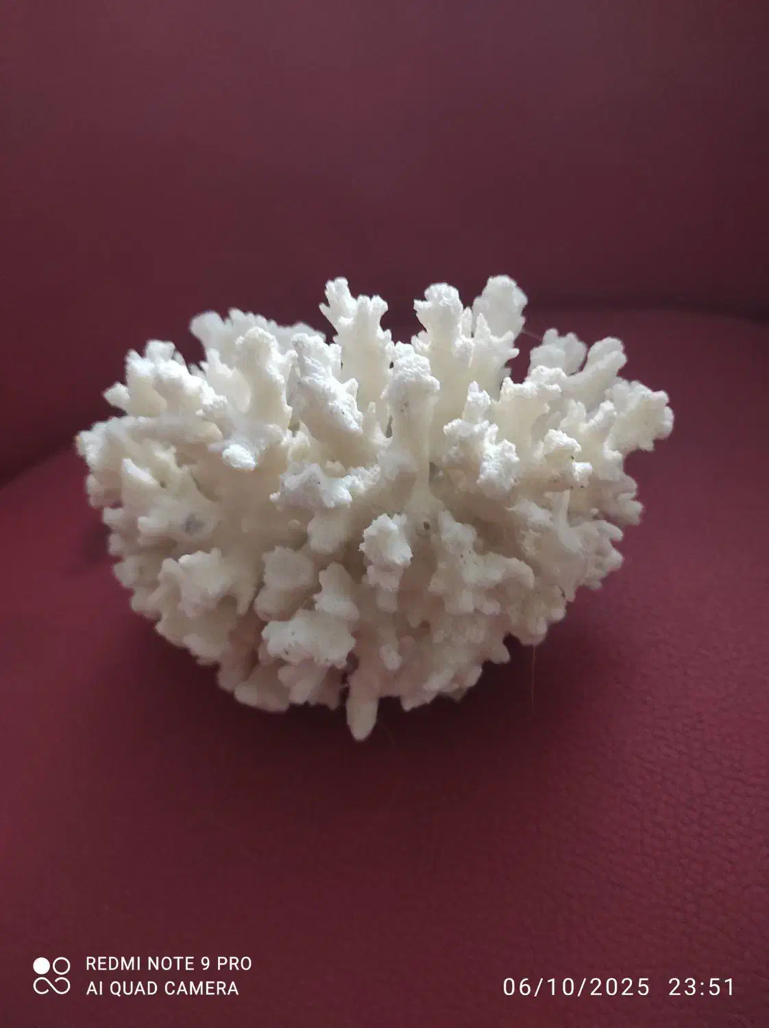 اکواریوم ستونی|ماهی|باغستان, |دیوار