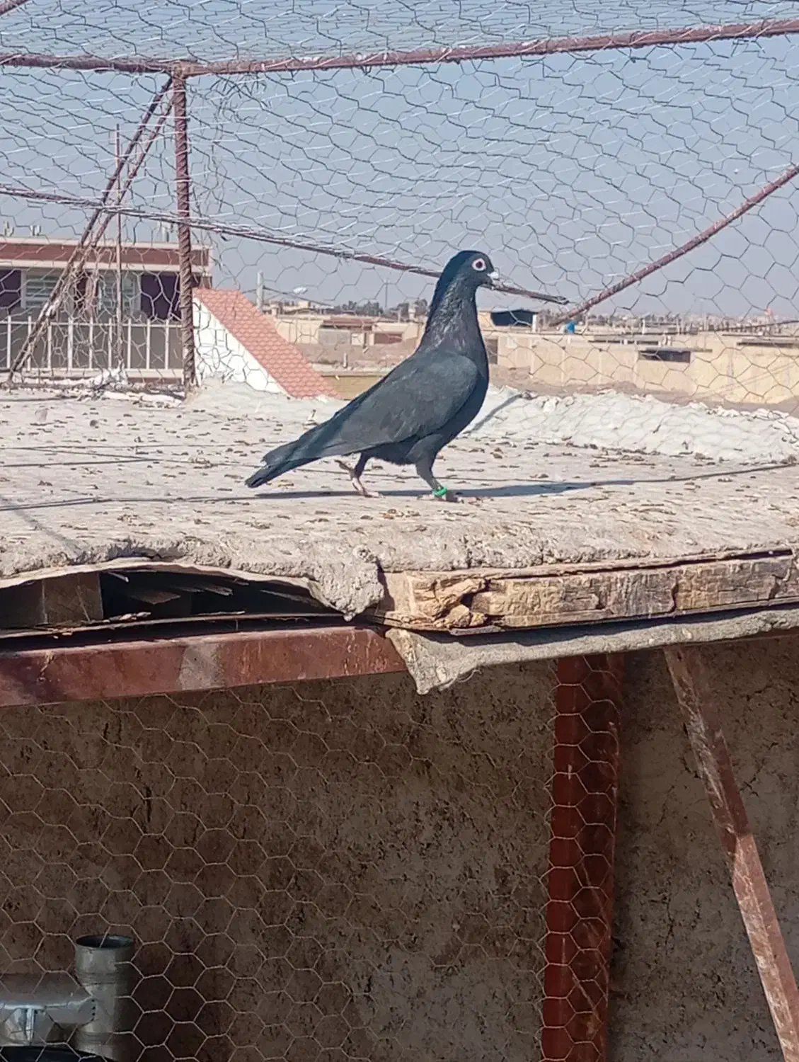 ۲۵۰ ماده کلاغ|پرنده|رفسنجان, |دیوار