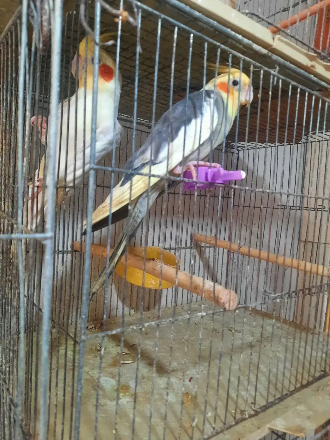 عروس هلندی|پرنده|رشت, لاکانی|دیوار