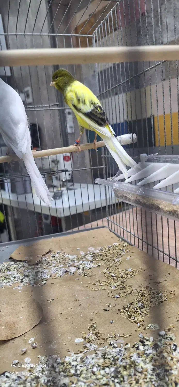 قناریهای رسمی بلند|پرنده|تهران, دهم فروردین|دیوار