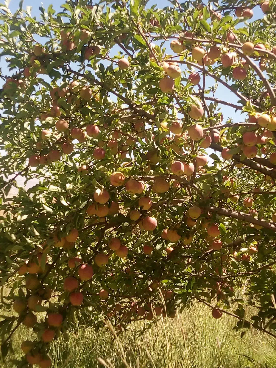 خدمات کارهای باغ و باغشهر وفروش مرغوب ترین درختان|خدمات باغبانی و درختکاری|شیراز, شهرک گلستان|دیوار