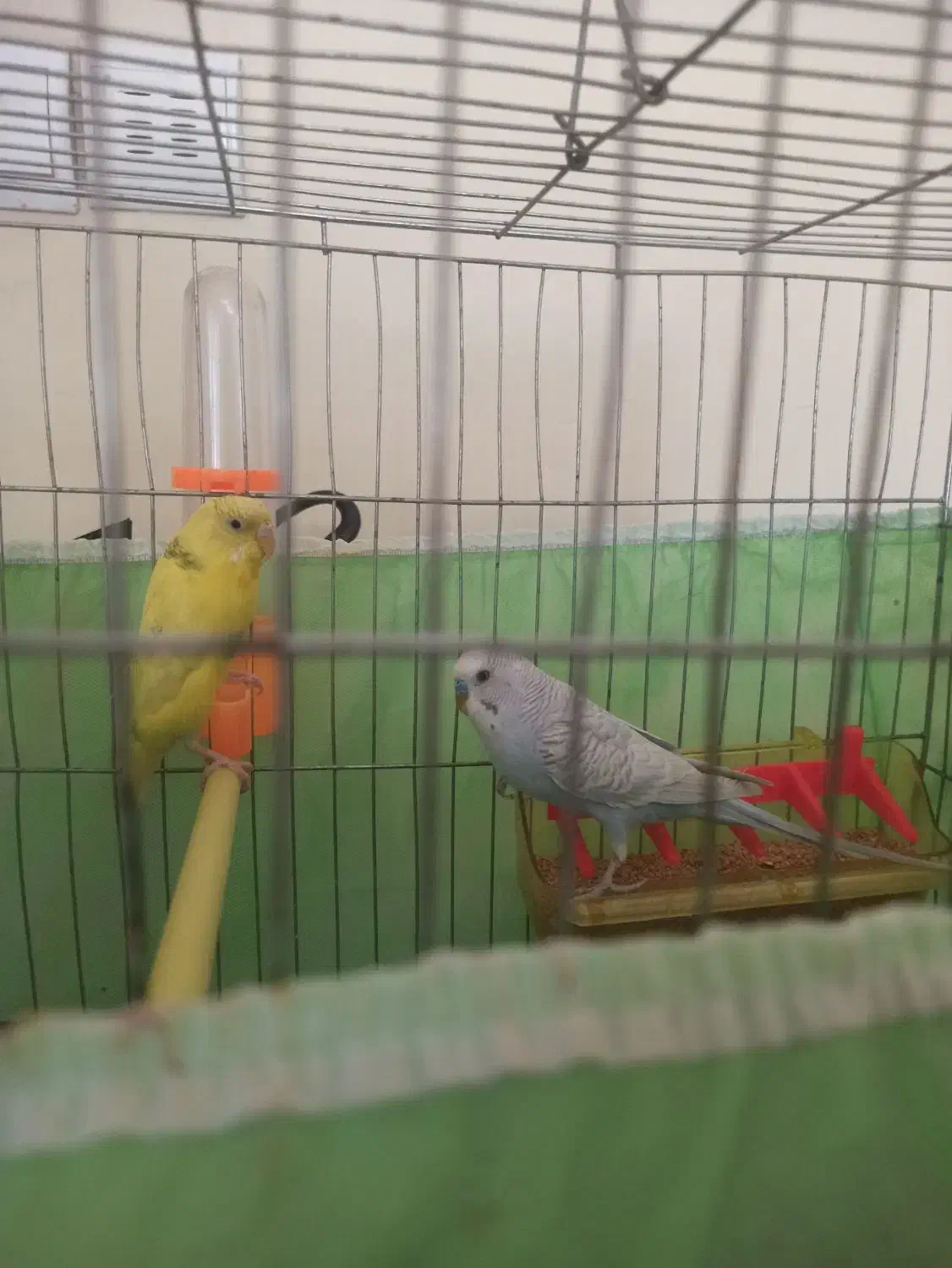 مرغ عشق و طوطی برزیلی|پرنده|کرمانشاه, |دیوار