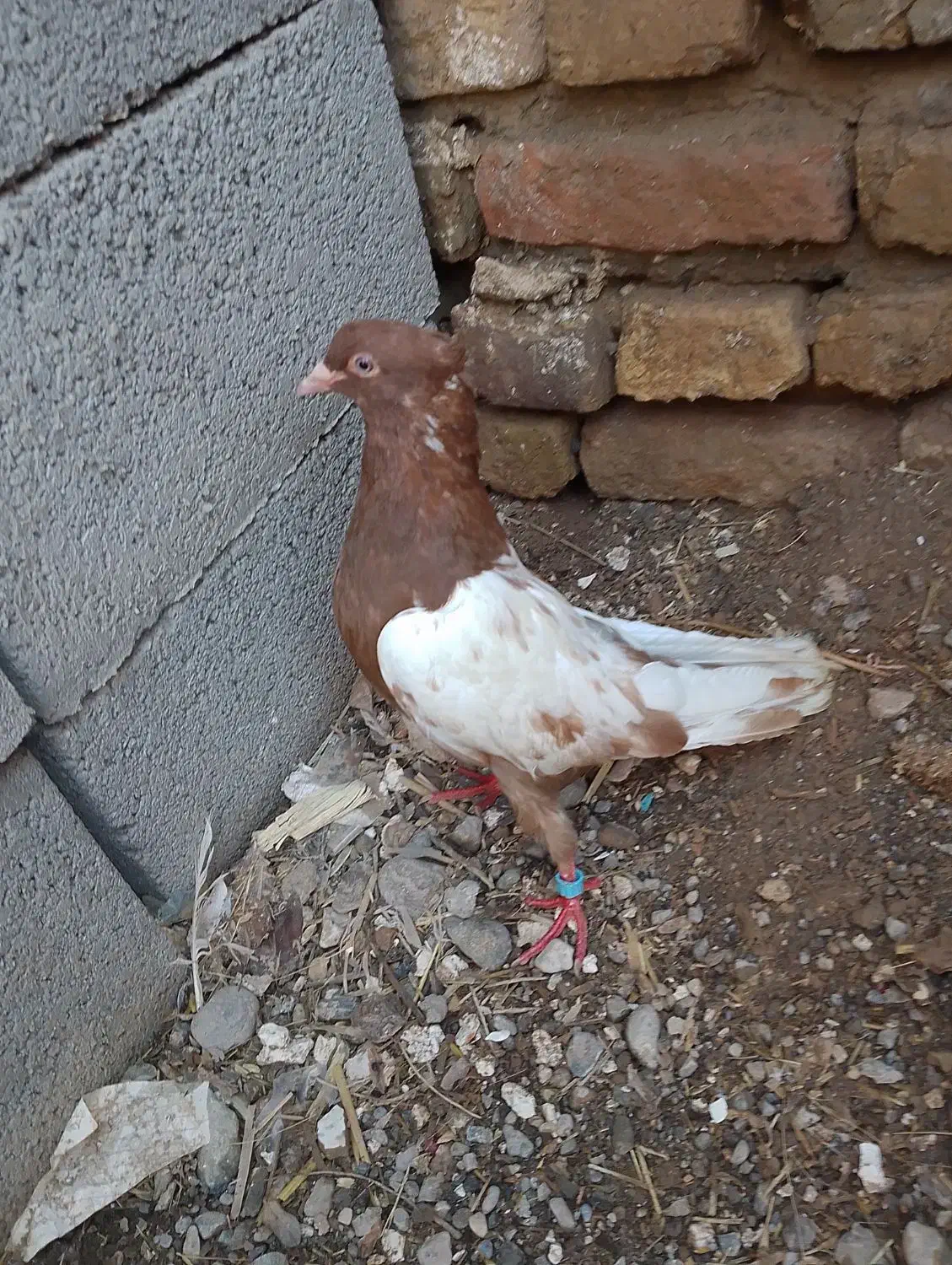 کفتر|پرنده|مشهد, مصلی (کارمندان اول)|دیوار