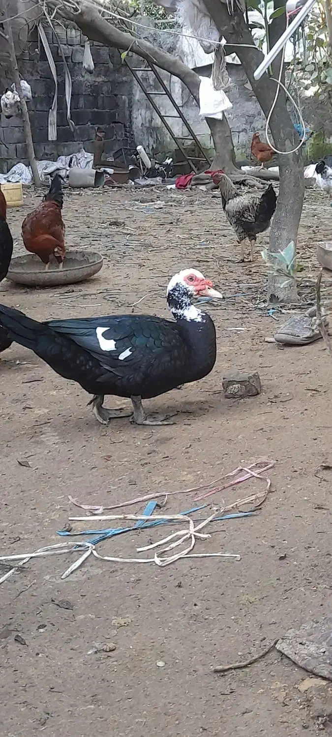 اردک خارجی7ماهه|حیوانات مزرعه|گتاب, |دیوار