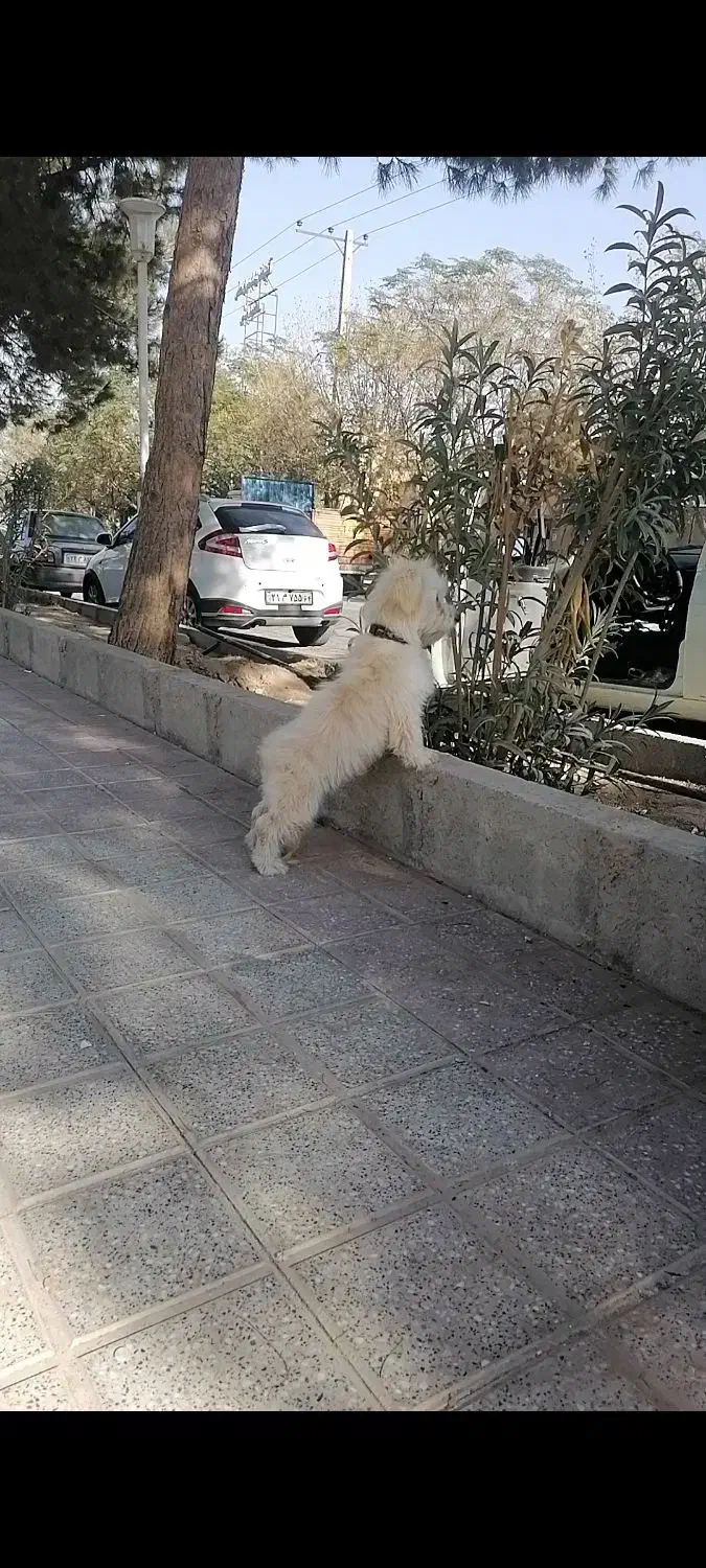 سگ پا کوتاه|سگ|اشکذر, |دیوار