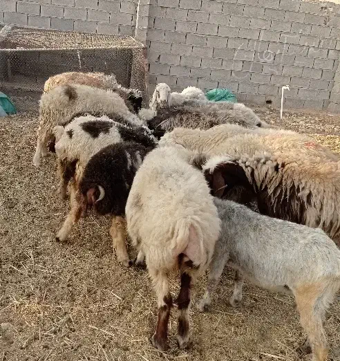 میش زاییده و ابستن|حیوانات مزرعه|بهبهان, |دیوار