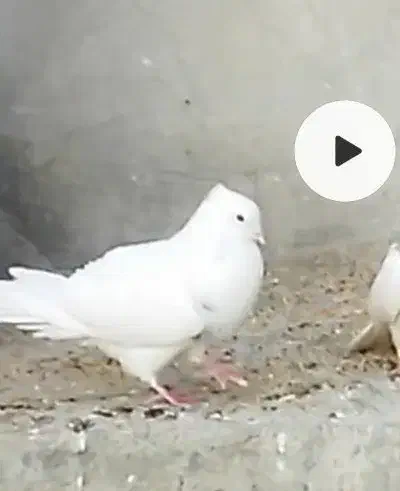 کبوتر|حیوانات|یاسوج, |دیوار