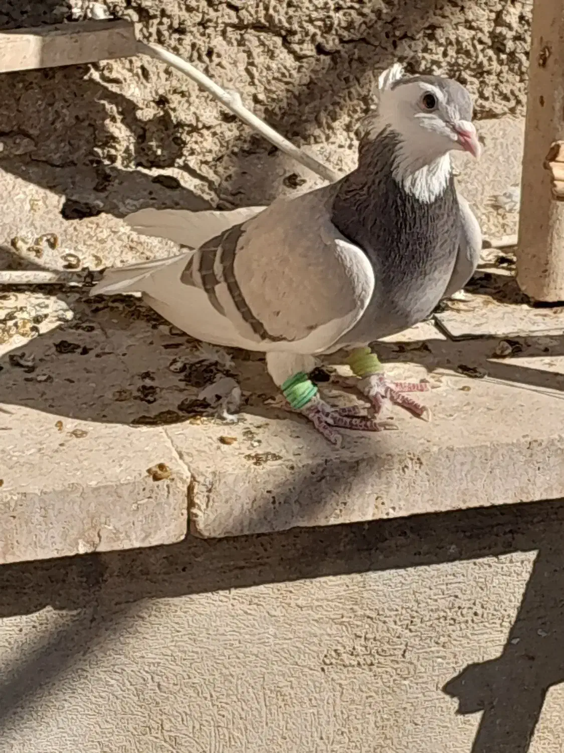 کبوتر|پرنده|تهران, زرکش|دیوار