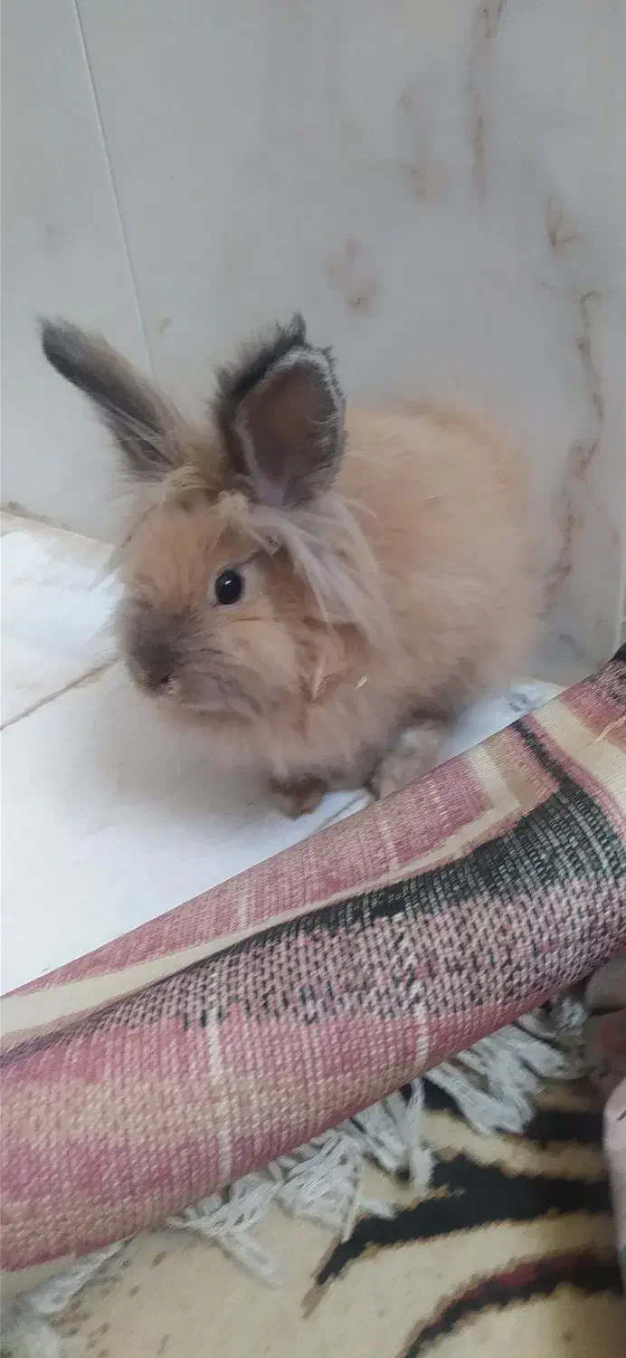 خرگوش لوپ|موش و خرگوش|سنندج, |دیوار