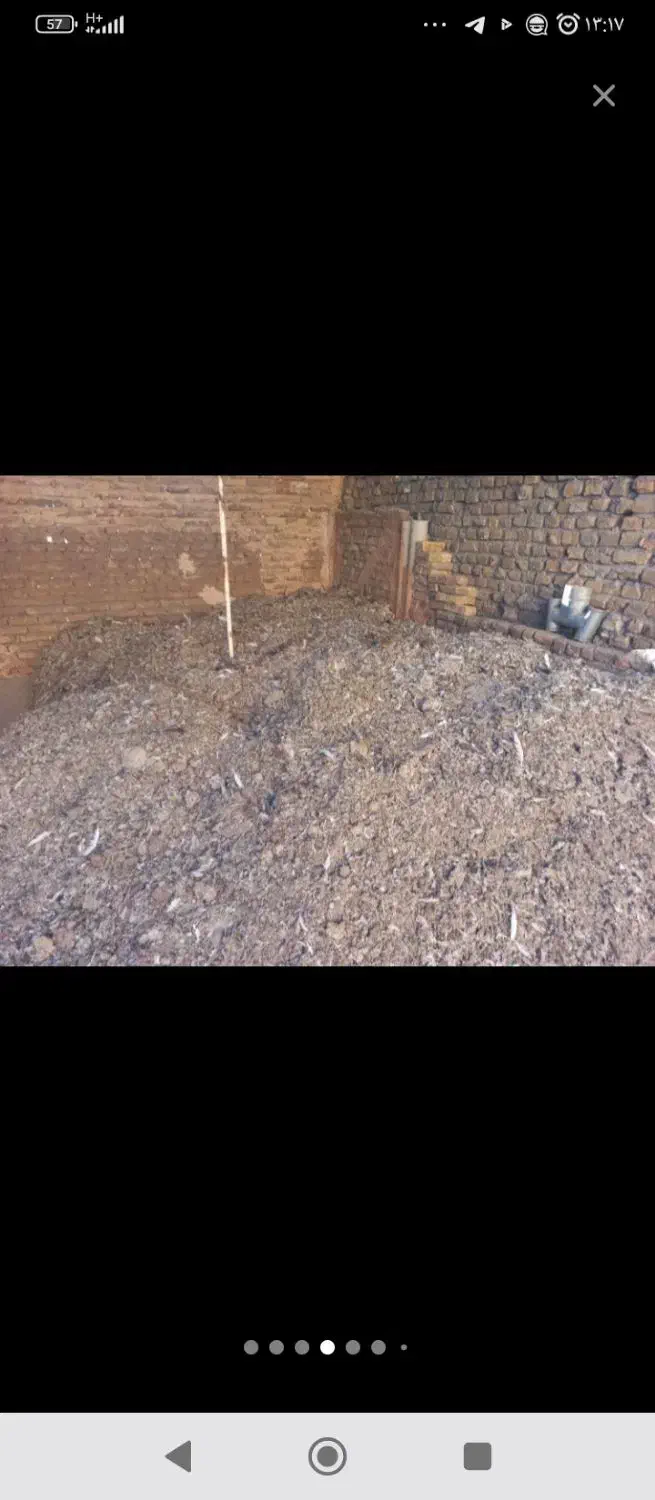 بارکفتر|پرنده|بردسکن, |دیوار