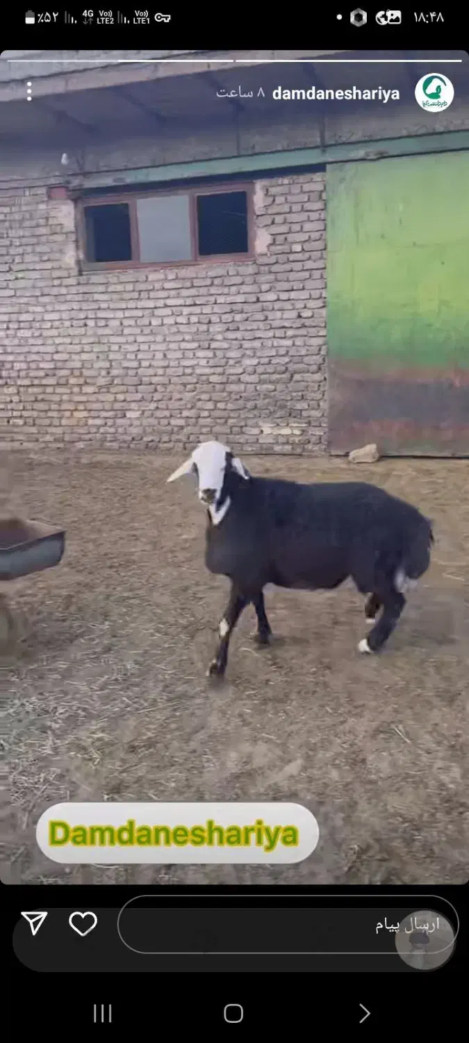 نیازمند دامداری اجاره ای هستم|فعالیت داوطلبانه|شیروان (خراسان), |دیوار