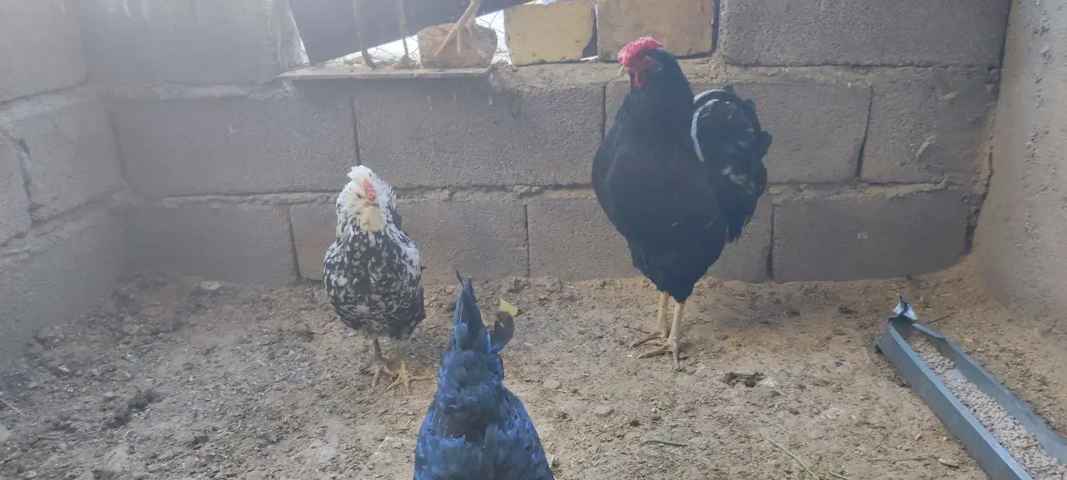 پرنده|حیوانات مزرعه|رزن, |دیوار