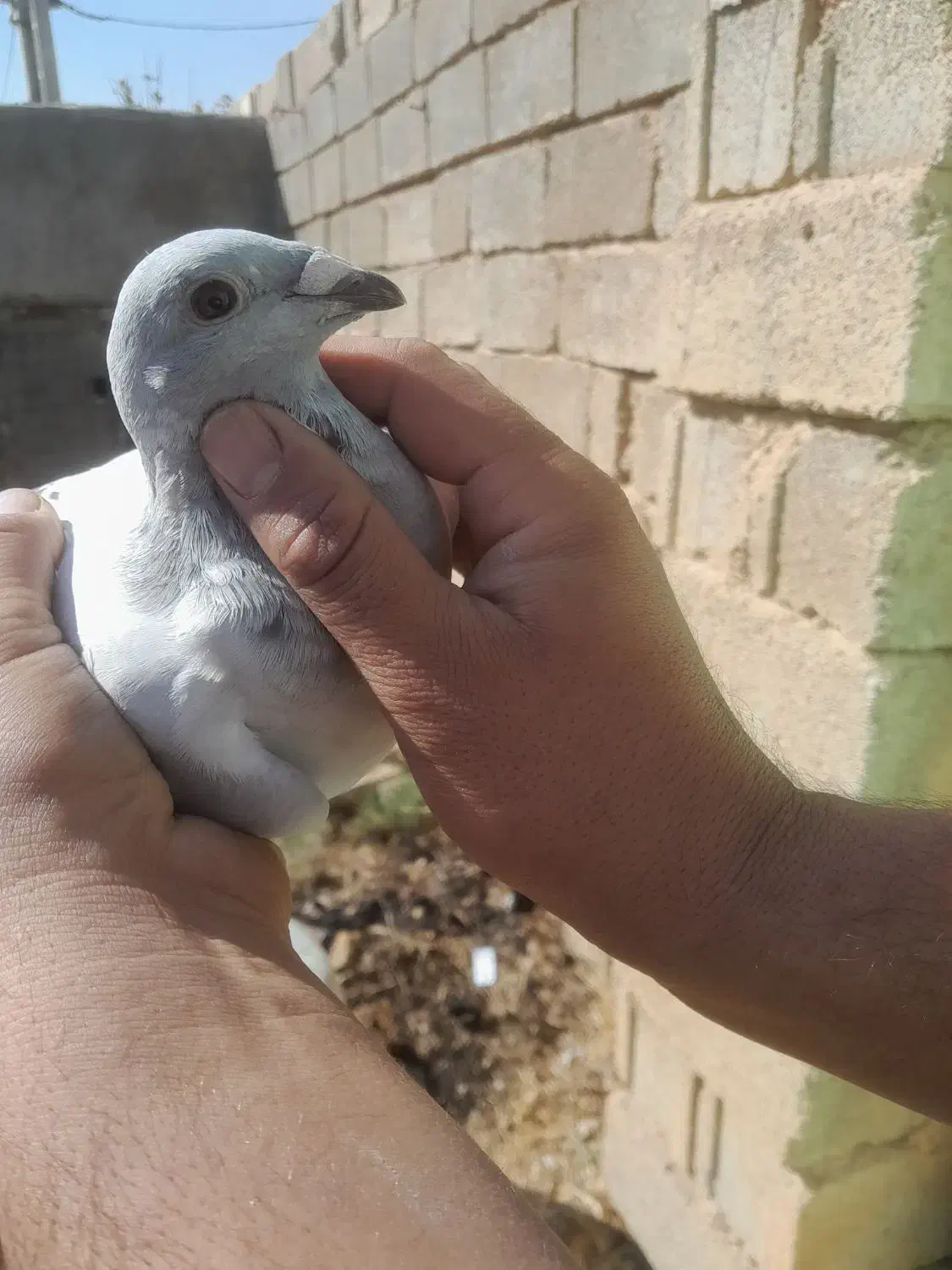 ماده شامی‌ دلبر|پرنده|شیراز, دشت چنار|دیوار