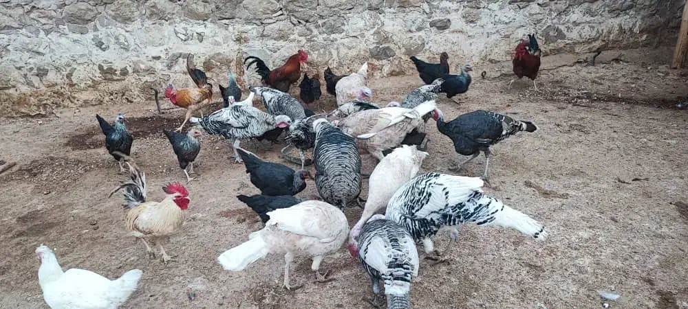 فروش بوقلمون محلی نر و ماده|حیوانات مزرعه|اندیمشک, |دیوار