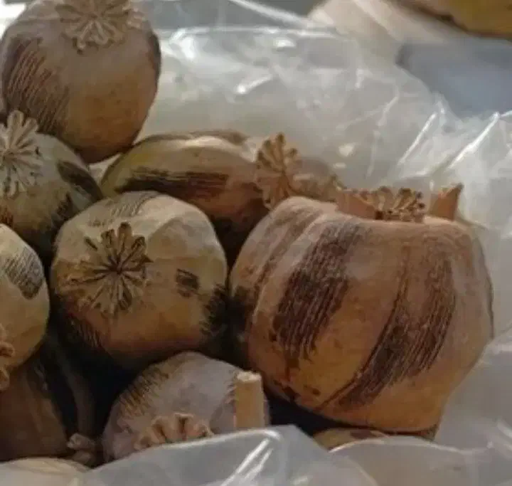 گل مصنوعی خشخاش وحریر|گل و گیاه طبیعی|رودشت (چهارمحال و بختیاری), |دیوار