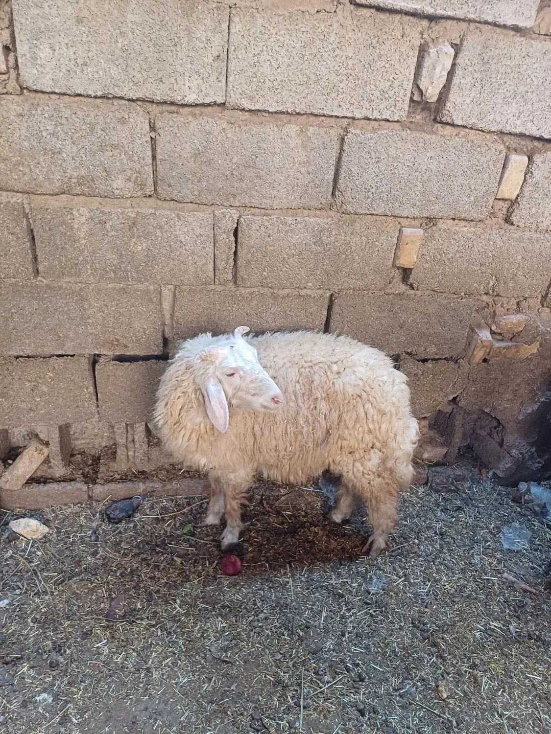 بره بابز|حیوانات مزرعه|اهواز, منازل کارون|دیوار