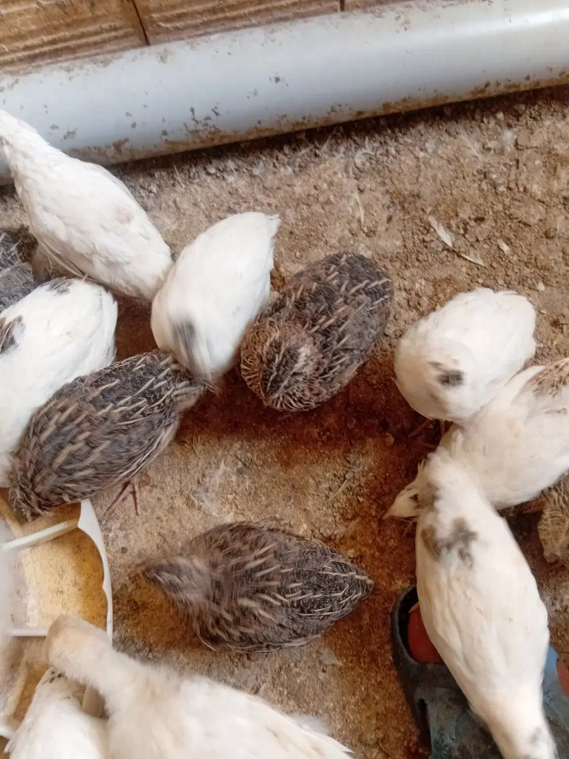 بلدرچین|حیوانات مزرعه|یزد, |دیوار