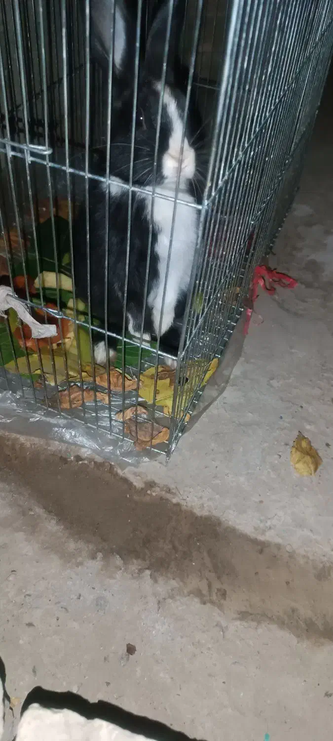 خرگوش|موش و خرگوش|نجف‌آباد, یزدانشهر|دیوار