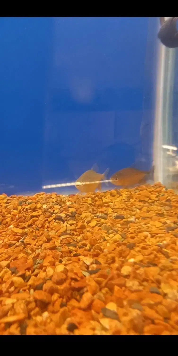 ماهی پیرانا ردبلی|ماهی|کرج, شهرک بنفشه|دیوار