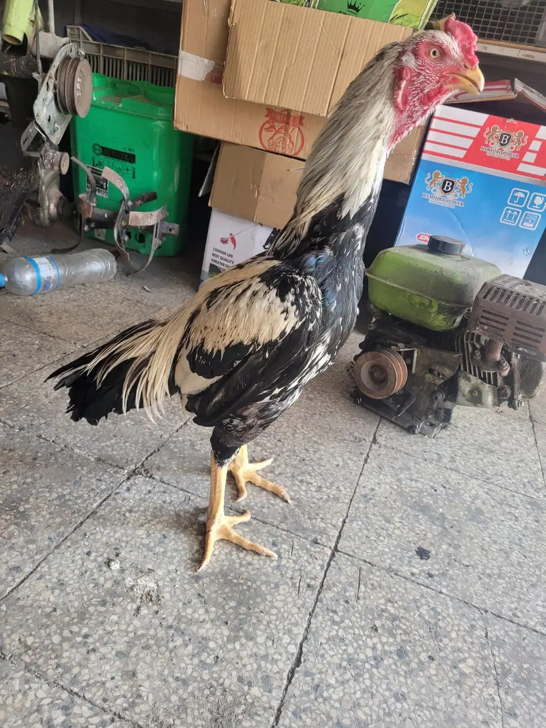 خروس لاری|حیوانات مزرعه|بابل, |دیوار