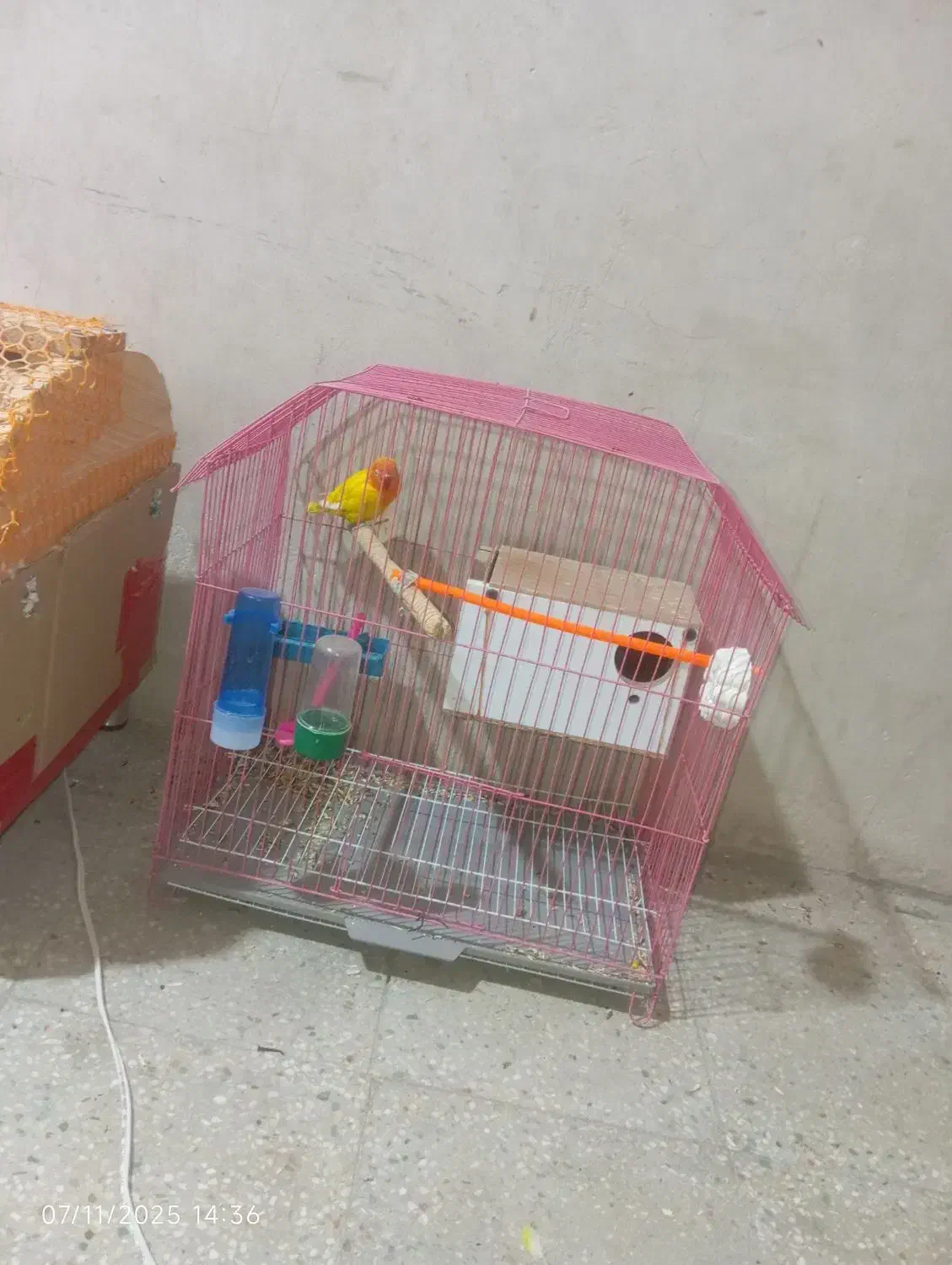 طوطی کوتوله برزیلی|پرنده|خاش, |دیوار