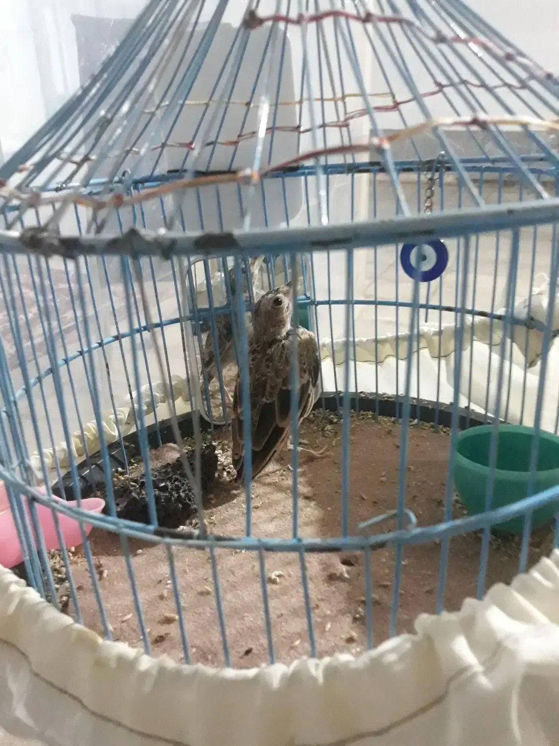 پرنده|پرنده|گلپایگان, |دیوار