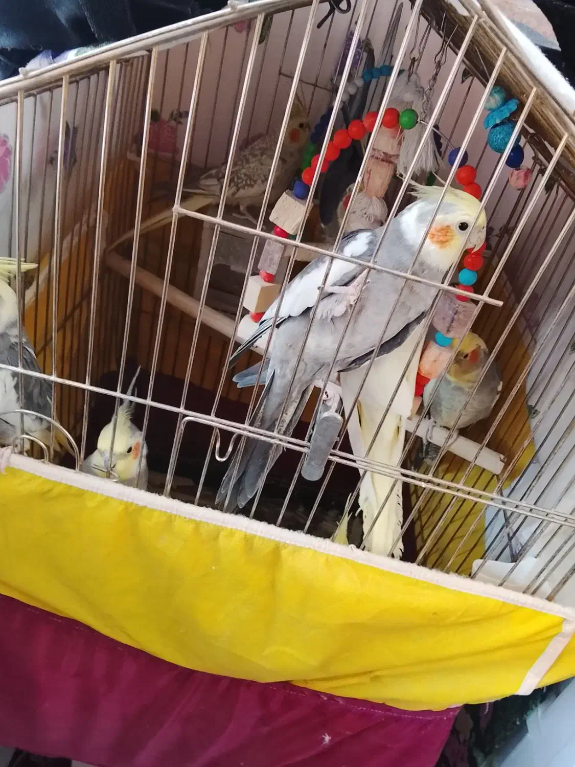 طوطی عروس|پرنده|الوند, |دیوار