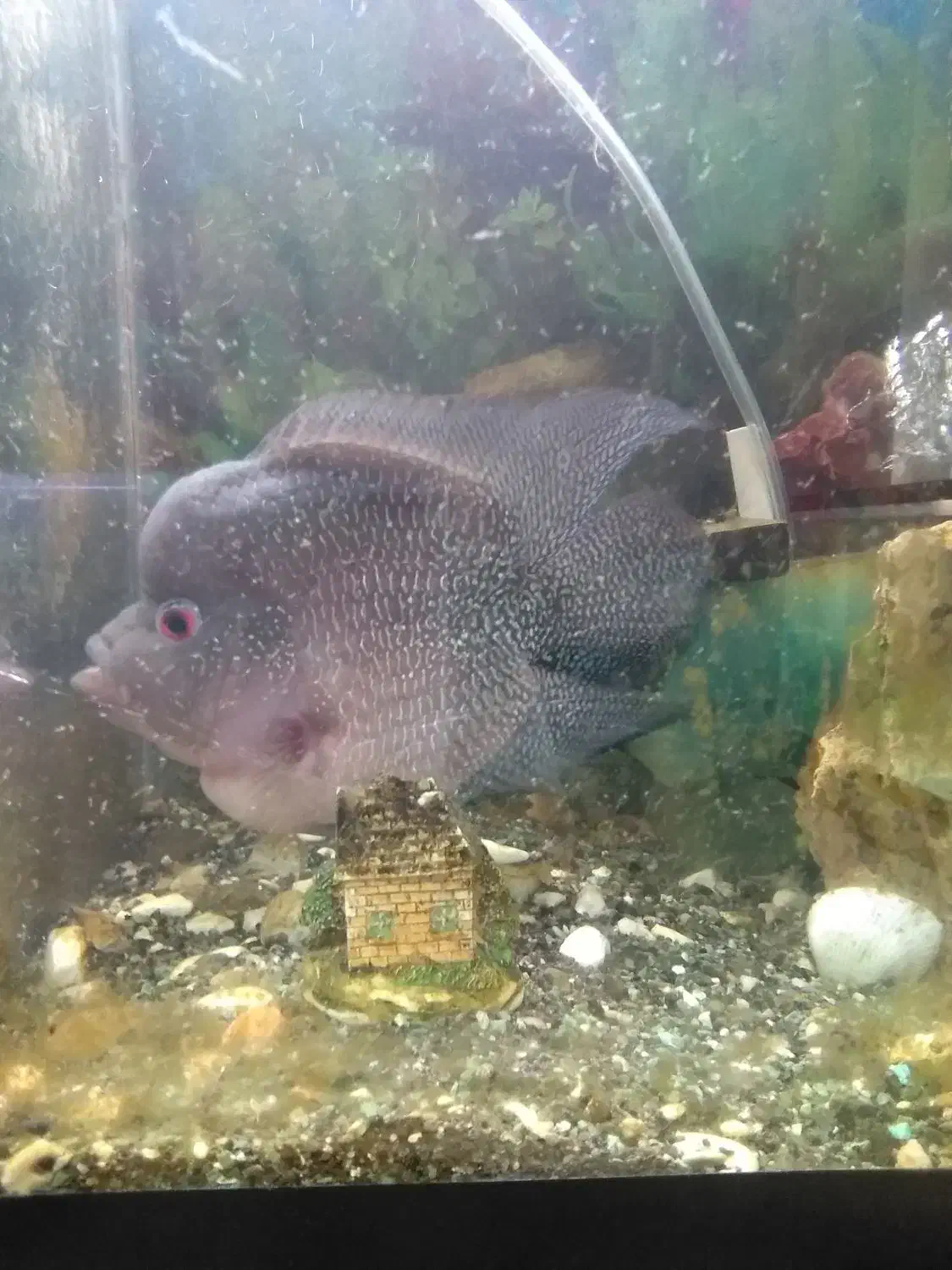 فلاور باکس درشت کلکسیونی|ماهی|مشهد, شاهد (شهرک غرب)|دیوار