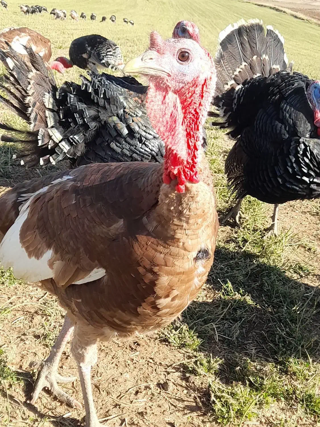 بوقلمون برنز و بوربون|حیوانات مزرعه|کوهدشت, |دیوار